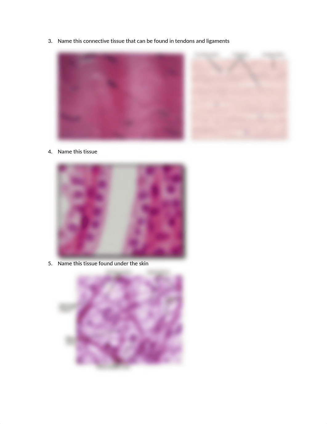 AP1 Tissues Lab Test 2018.docx_degn6clhk8u_page2