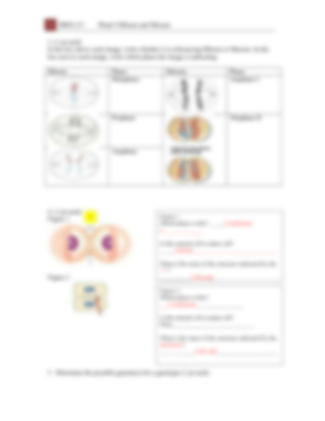 Cell Division Lab Activity.docx_degv3x0fgf2_page2