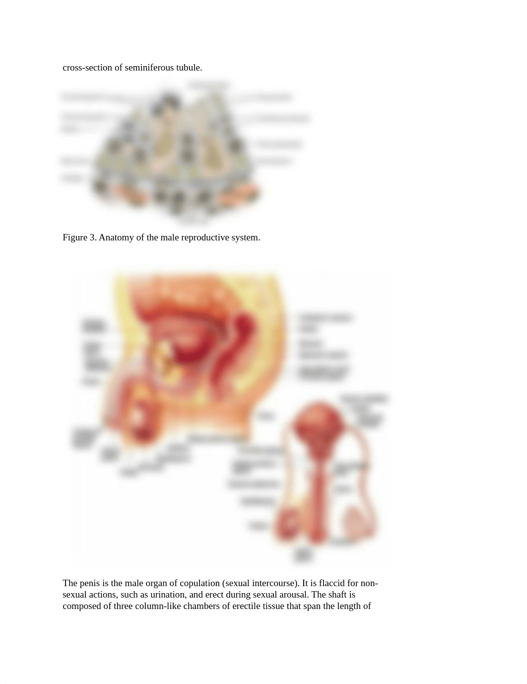 Brockman Anatomy of the Human Reproductive System March 5_deh8x9zh5la_page3