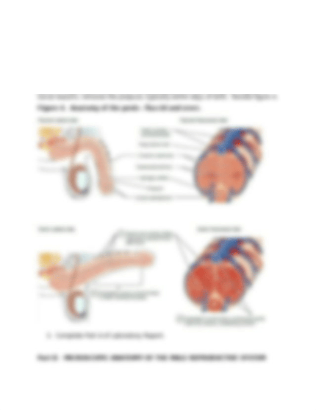 Brockman Anatomy of the Human Reproductive System March 5_deh8x9zh5la_page4