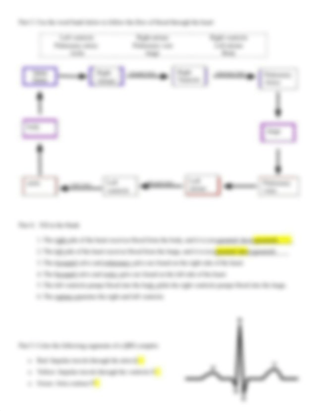 Cardiovascular System Worksheet, Student Version.pdf_dehdrxzfilq_page2