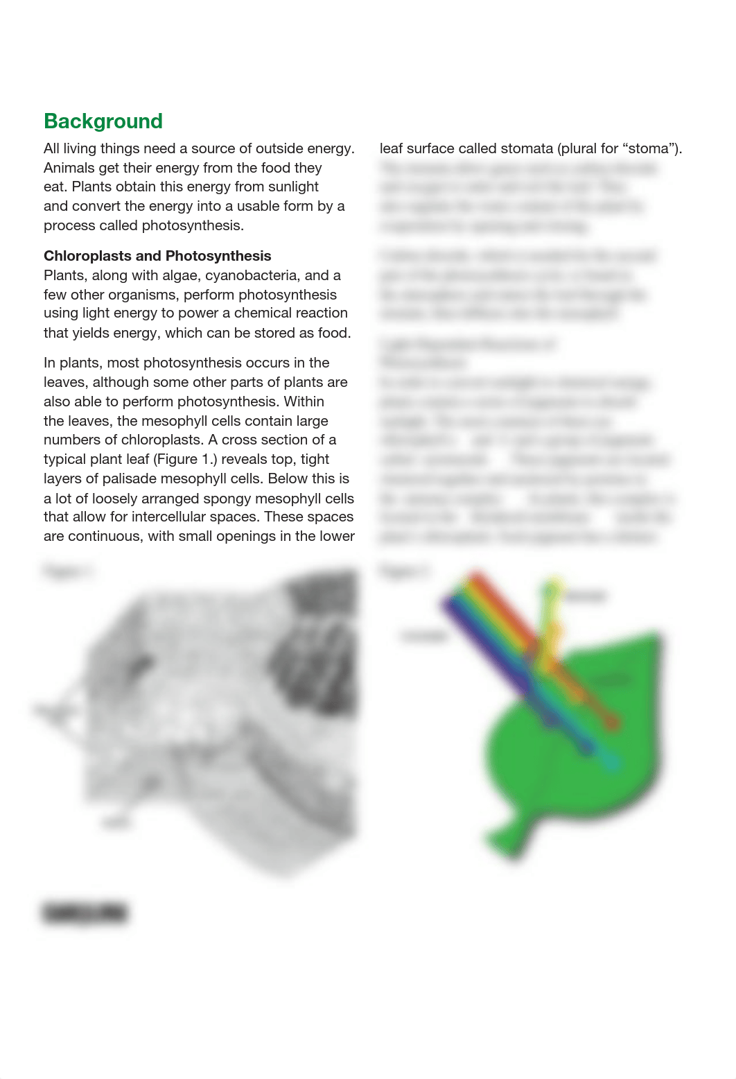 Exploring Photosynthesis and Plant Pigments.pdf_dehj8b5w4kc_page3