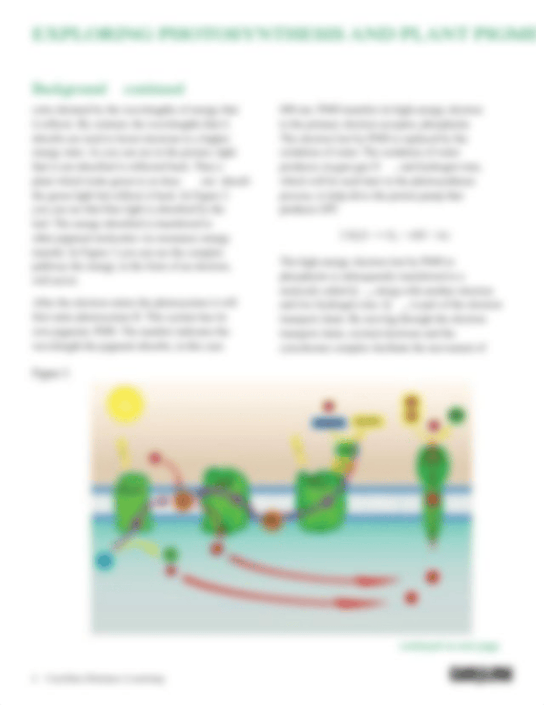 Exploring Photosynthesis and Plant Pigments.pdf_dehj8b5w4kc_page4