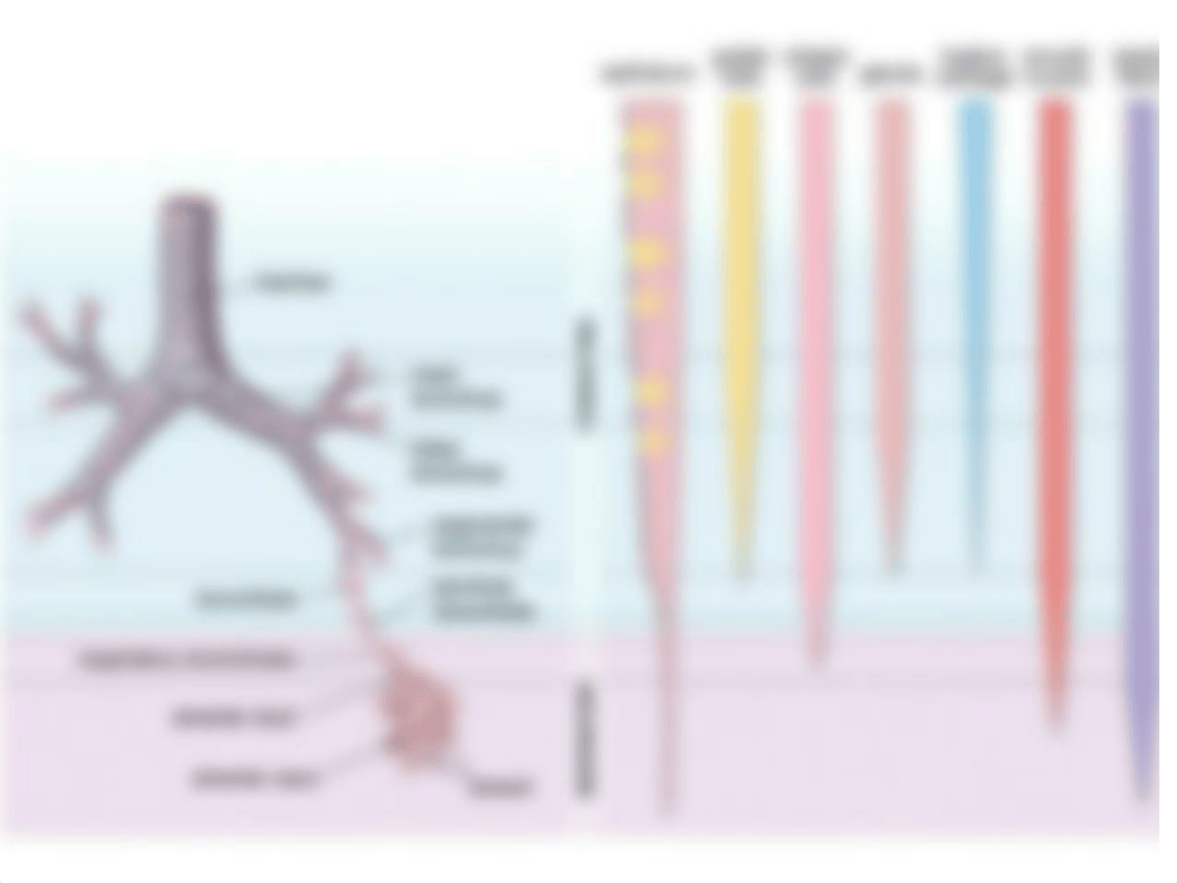 Pulmonary Learn and Questions_dehk1wq0121_page4