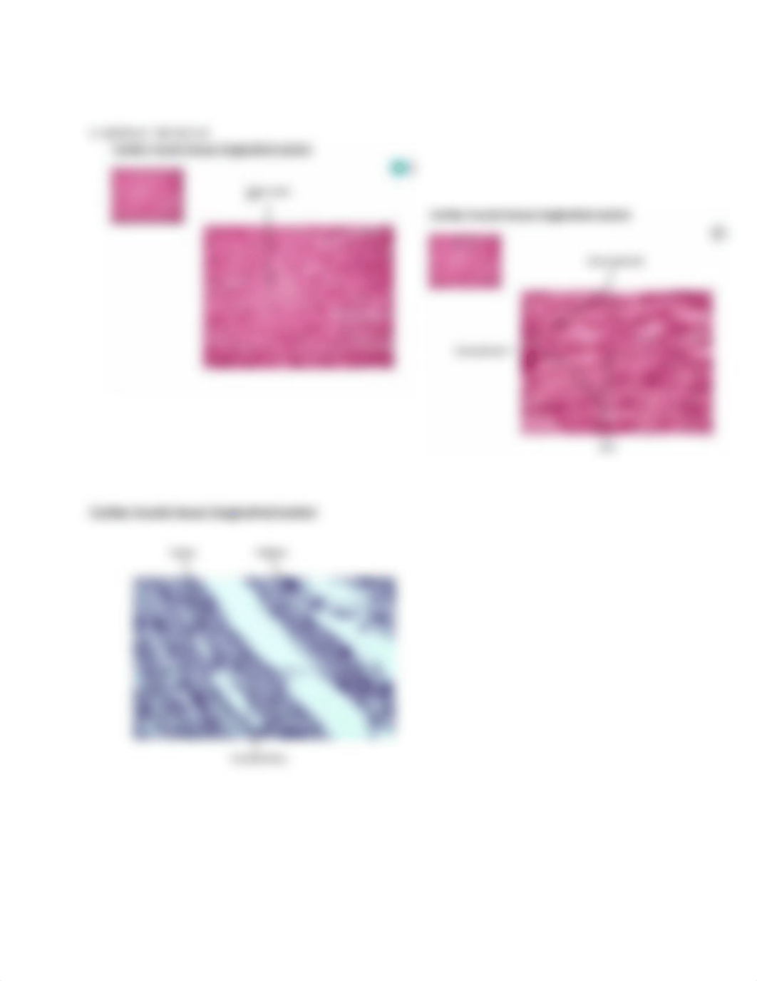 Muscle Tissue.docx_deia85ilpp6_page4