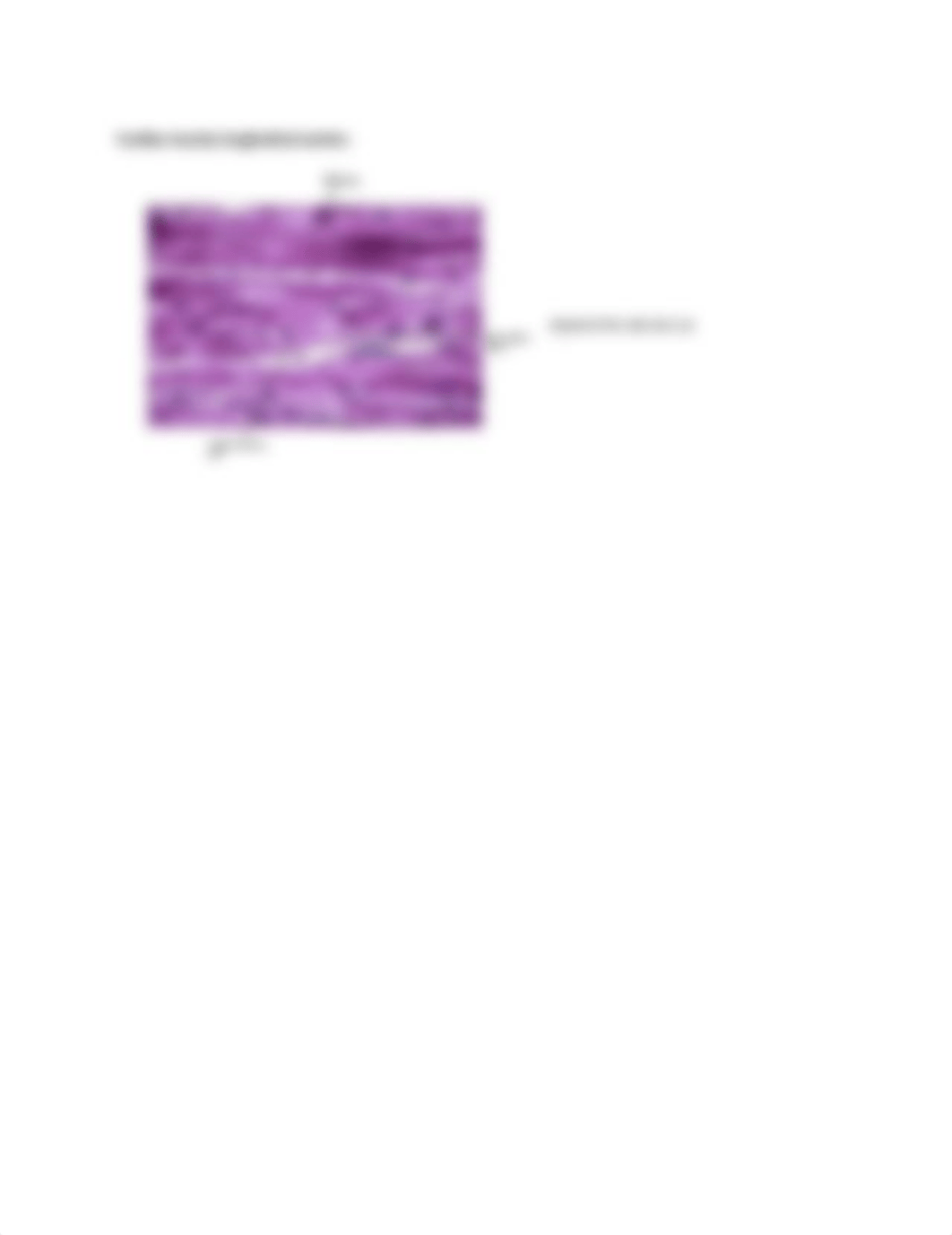 Muscle Tissue.docx_deia85ilpp6_page5