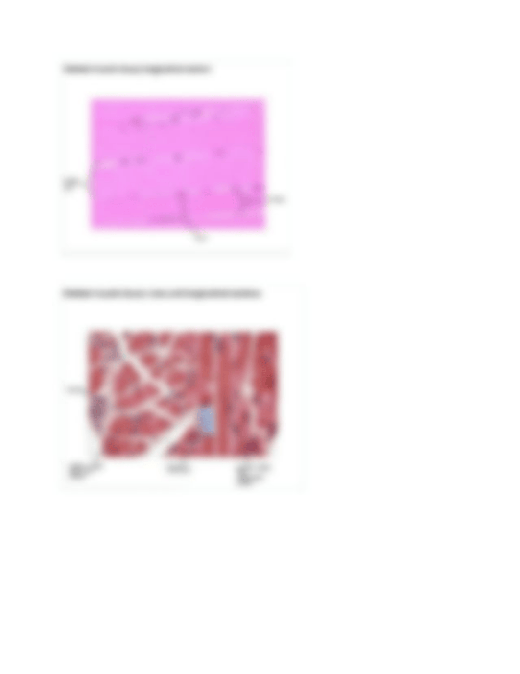 Muscle Tissue.docx_deia85ilpp6_page2