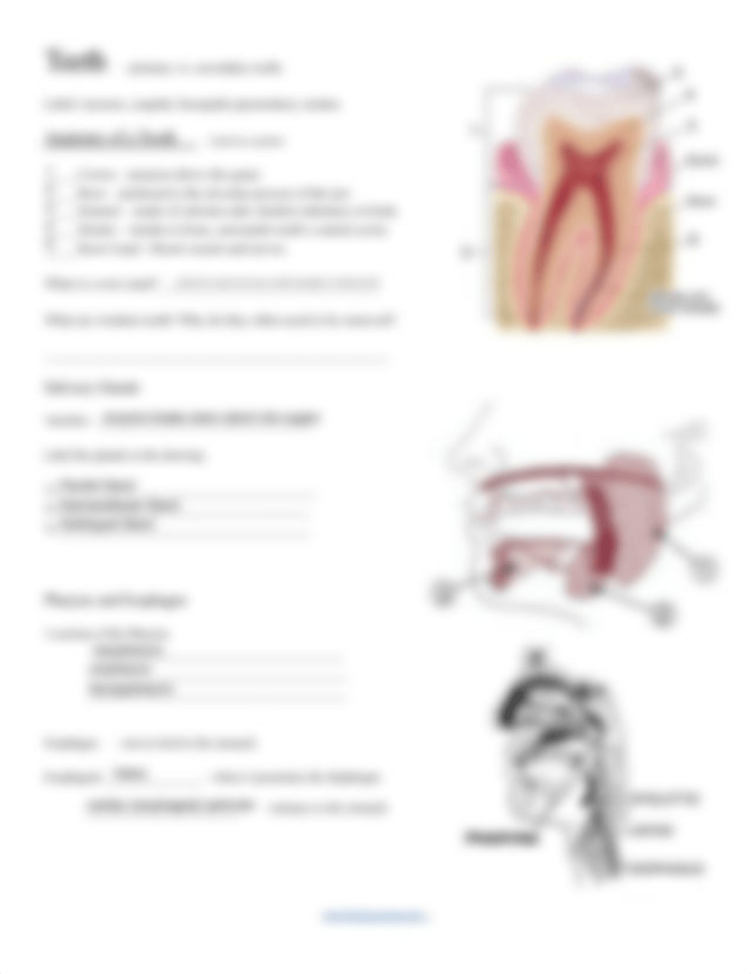 Ch 15 Notes Digestive System.pdf_deijva3ce6u_page2