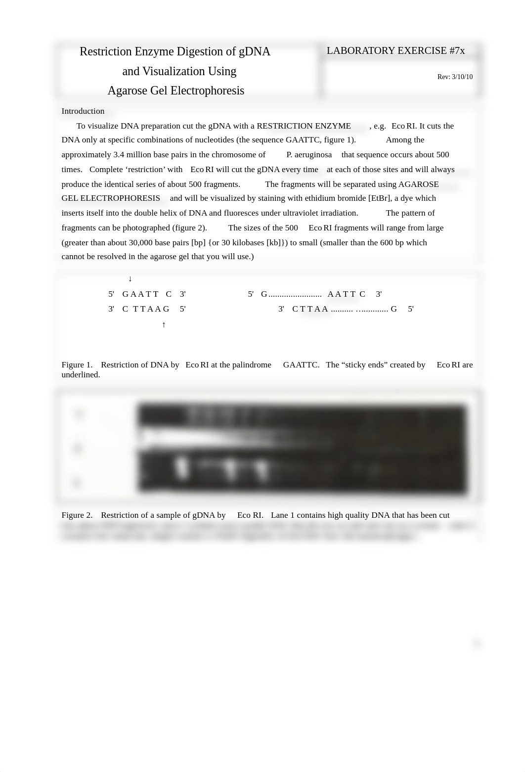 04ip_Agarose Gel Electrophoresis_022308_deivcehjr2t_page1