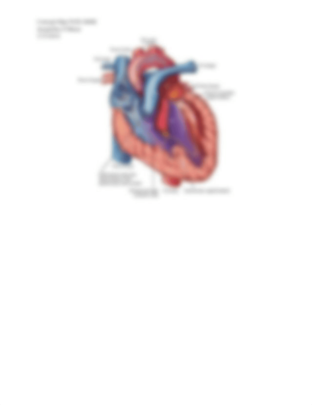 Concept Map_Pediatrics  Week 2_Obrien_Tetralogy  of  Fallot.docx_deiyf4lw80u_page3