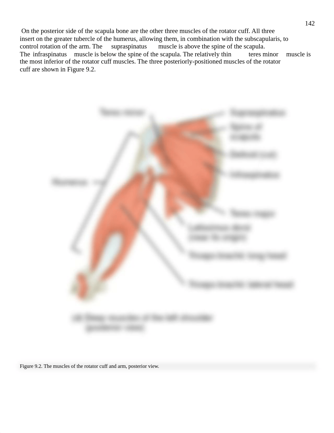 9 Appendicular Muscles.pdf_dej1a3s7oor_page2