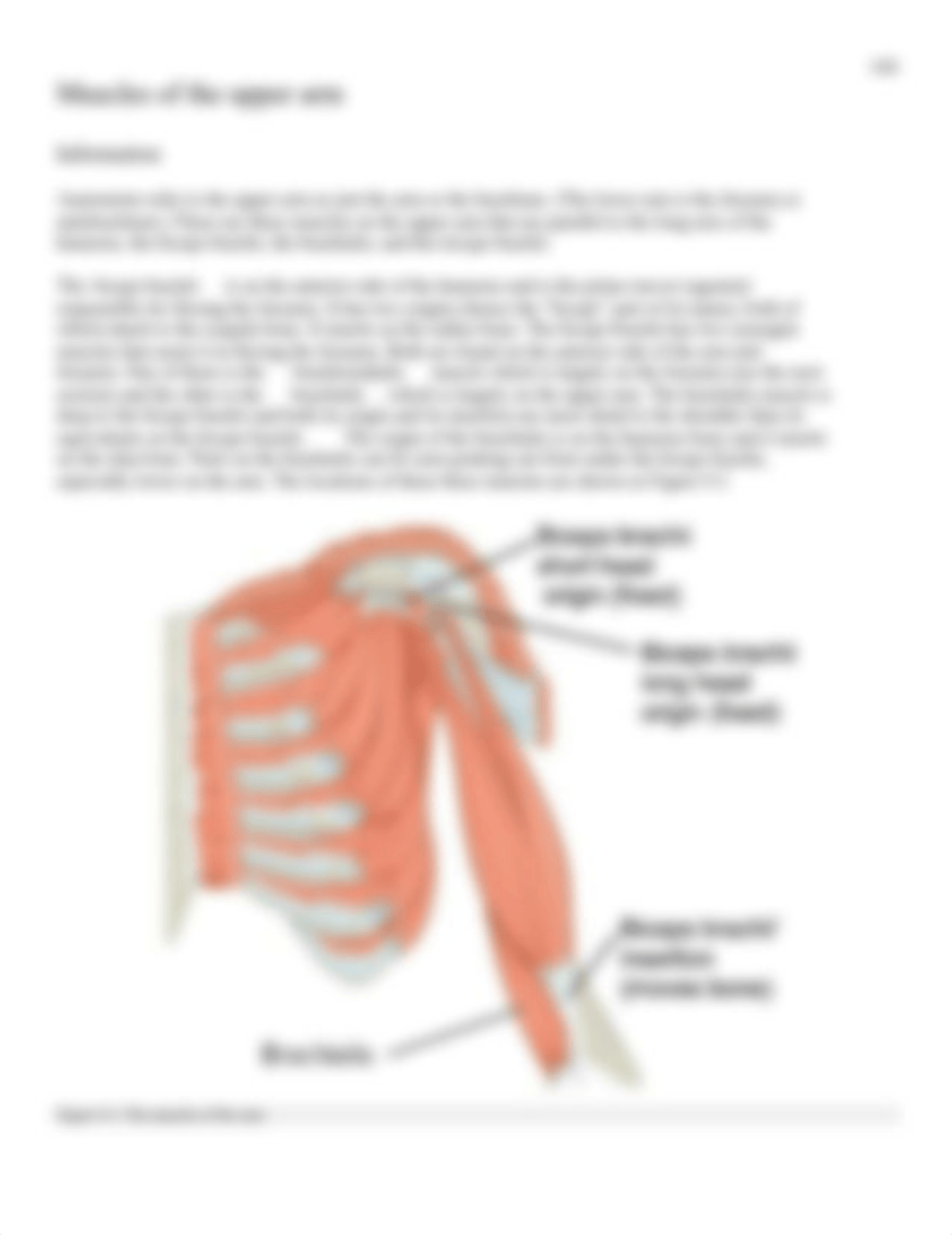 9 Appendicular Muscles.pdf_dej1a3s7oor_page4