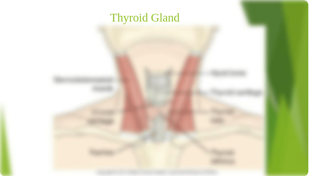 Endocrine Thyroid.pptx_dejtitbkdbx_page3