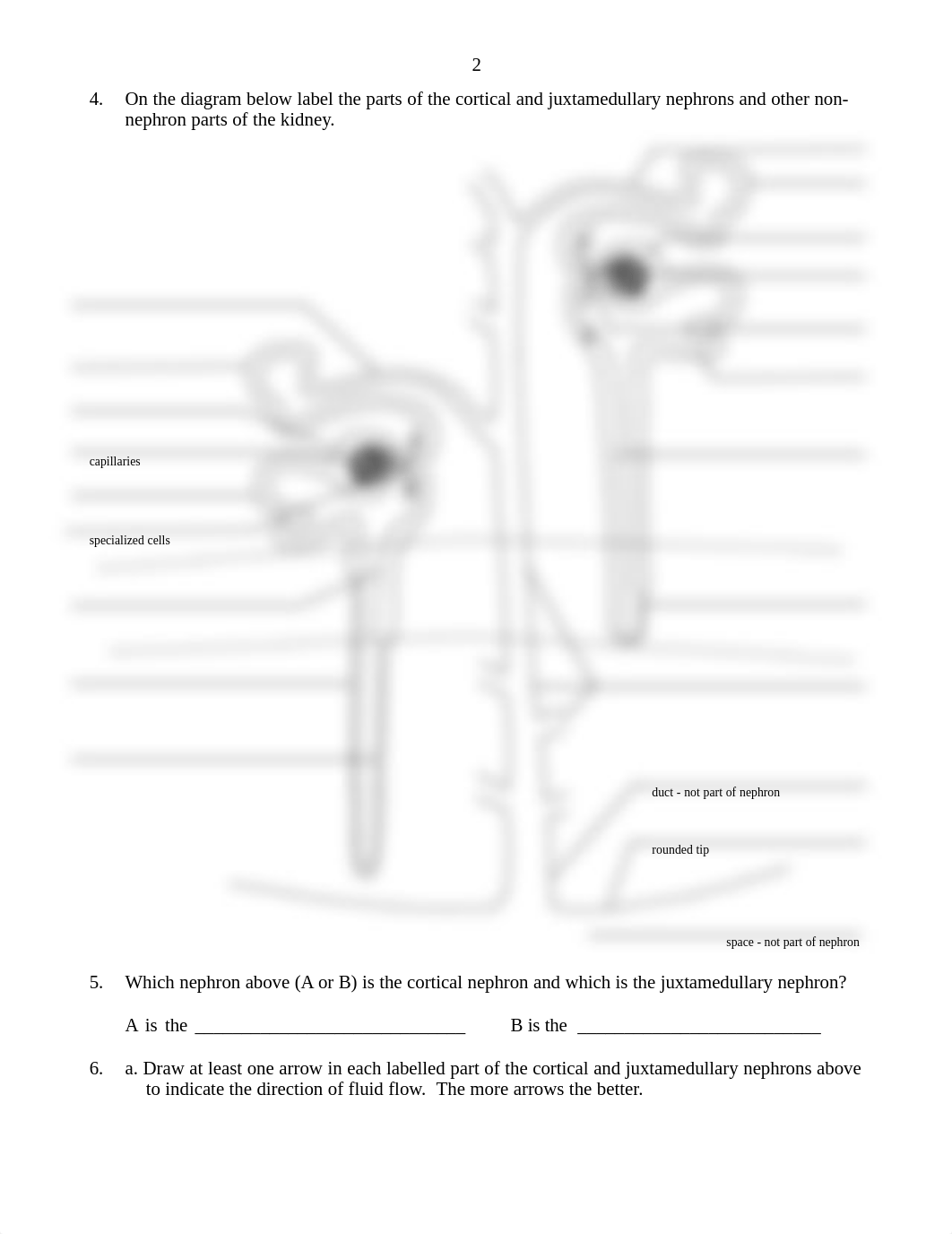 Revised Renal Anatomy & Physiology Worksheet - Aug 20151.pdf_dejus5sc9l3_page2