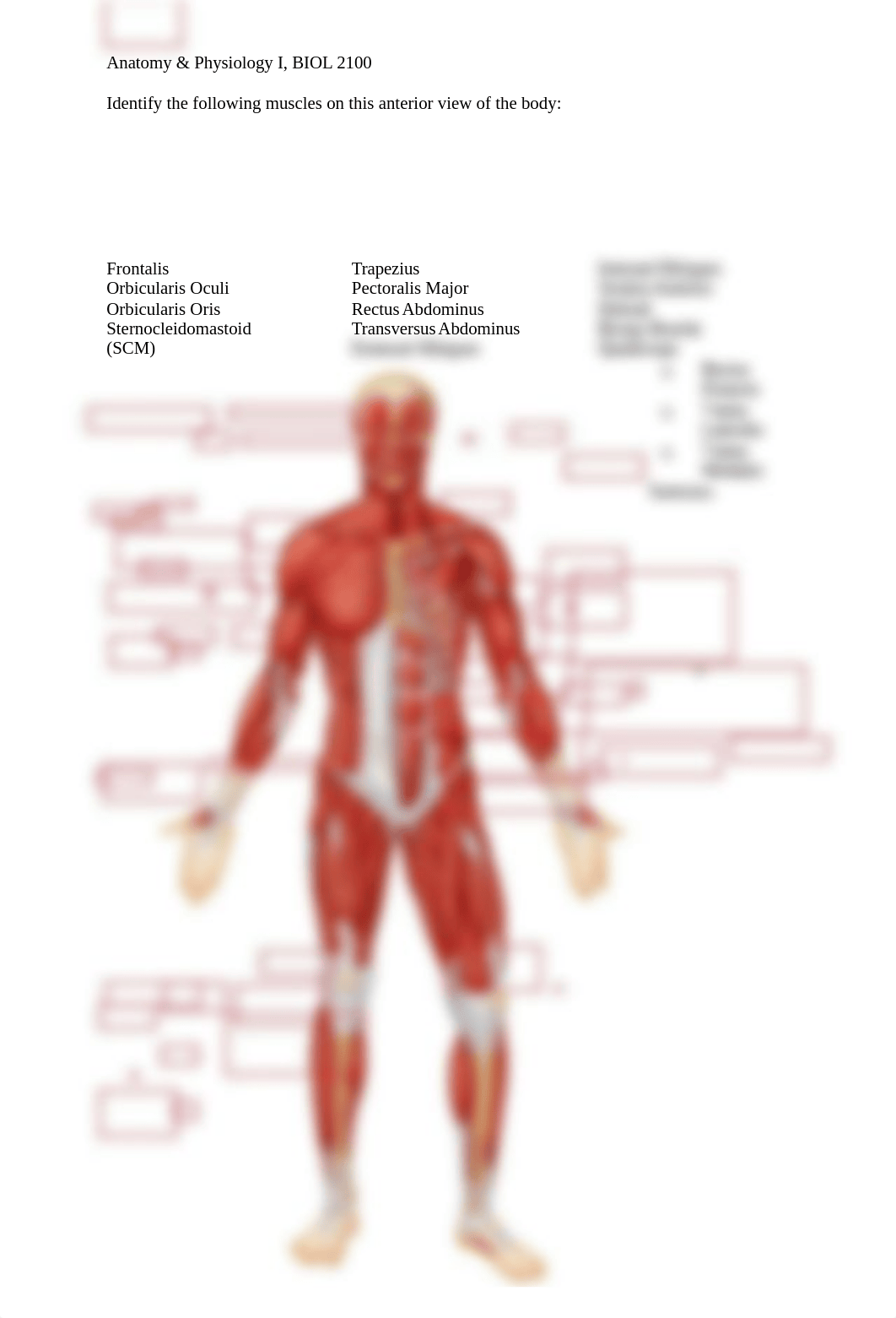 Chapter 9 Muscle Lab.doc_dekaa0jyilm_page2