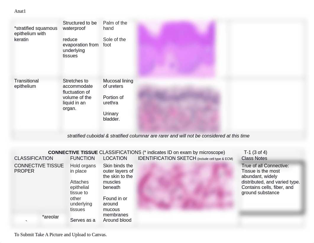 HW 3 - Tissue Chart 1.docx_dekbq6cizsh_page3