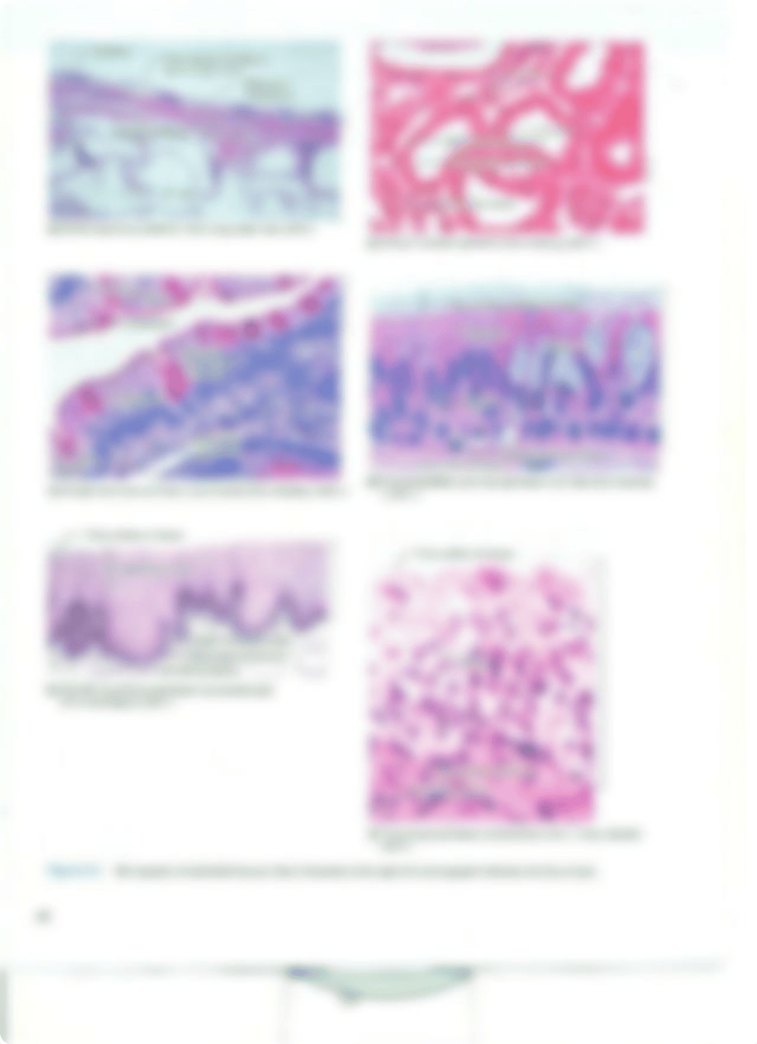 Chapter 5 Epithelial Tissues_deksvasfc5r_page2