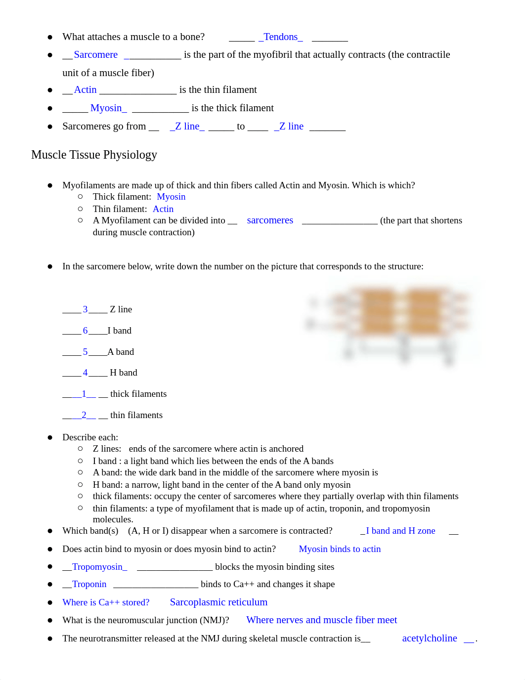 Copy of Ch. 13 Study Guide - Muscular.docx_dekvry2rvnl_page3