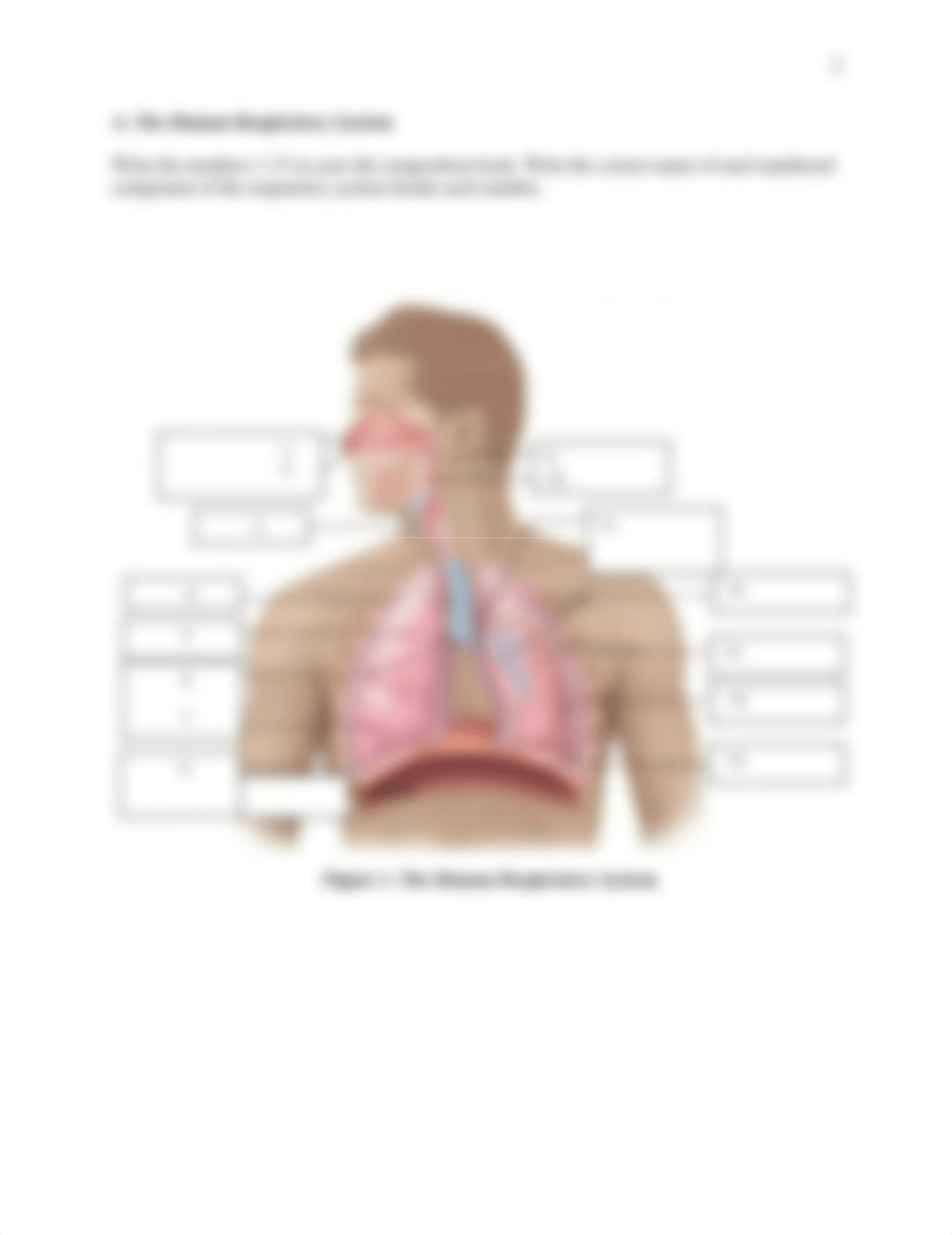 BIO_302_-_Respiratory_System_Virtual_Lab (1).pdf_dekvsdqx5ys_page2