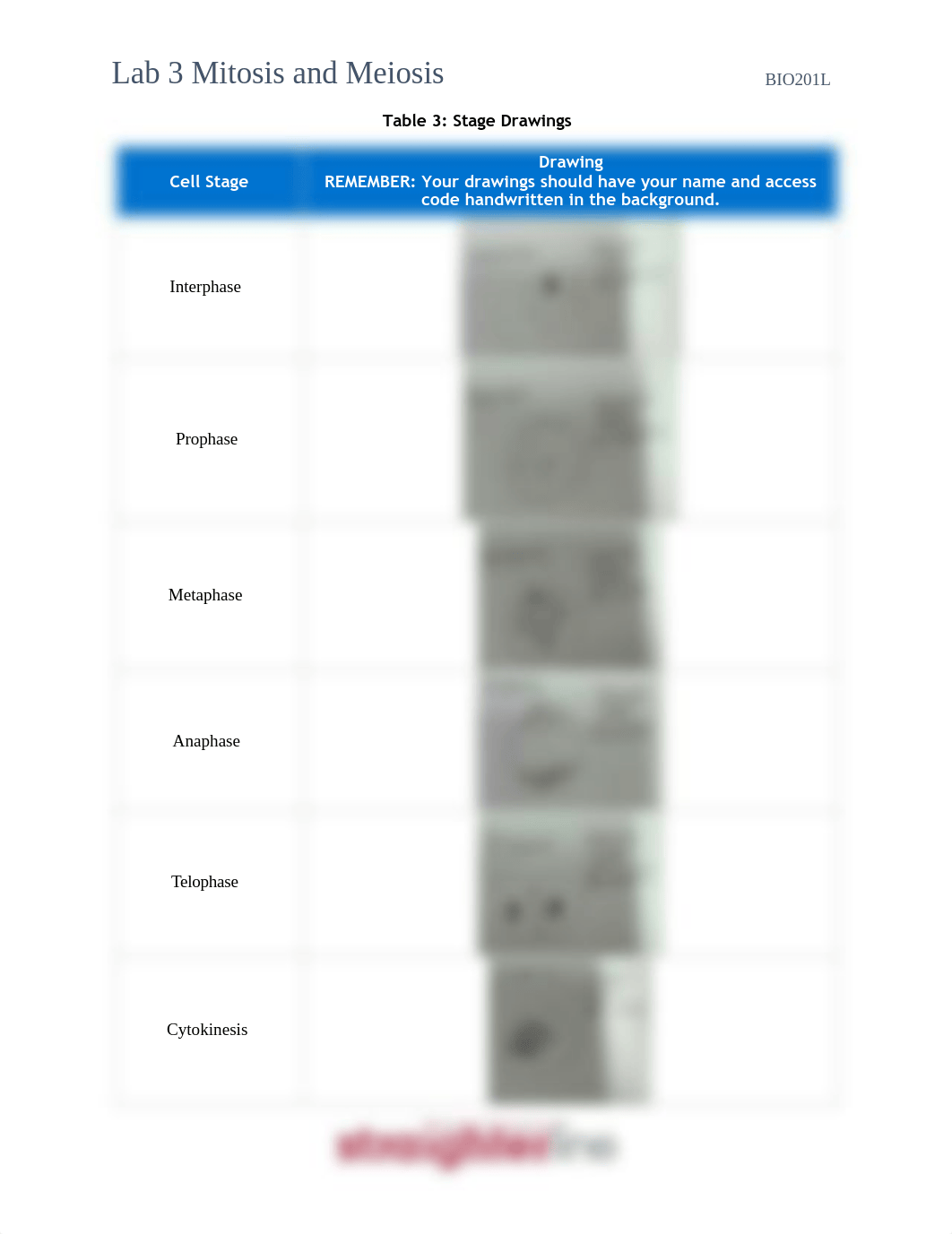 Lab 3 Mitosis and Meiosis.pdf_del3cv4rzqg_page3