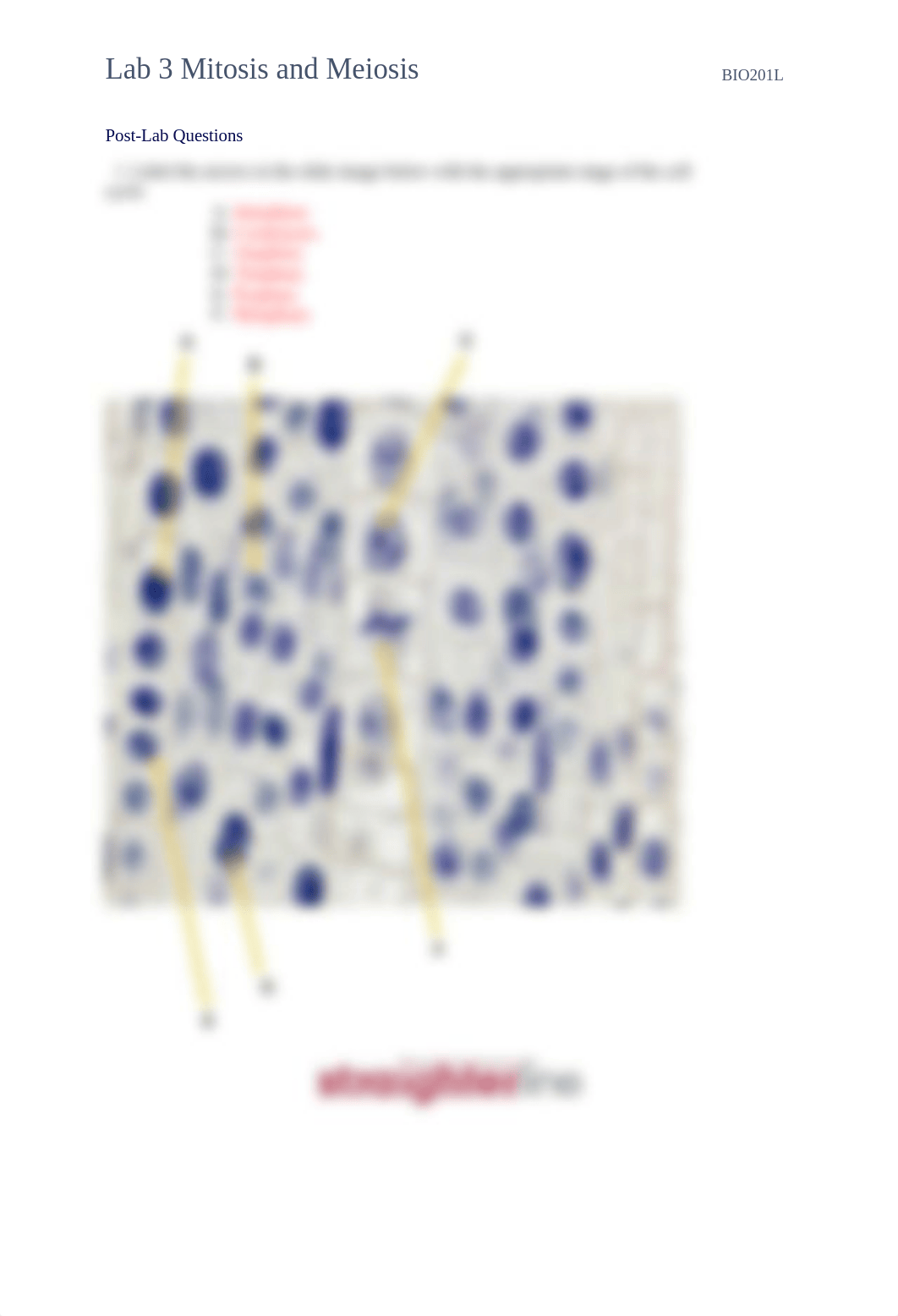 Lab 3 Mitosis and Meiosis.pdf_del3cv4rzqg_page4