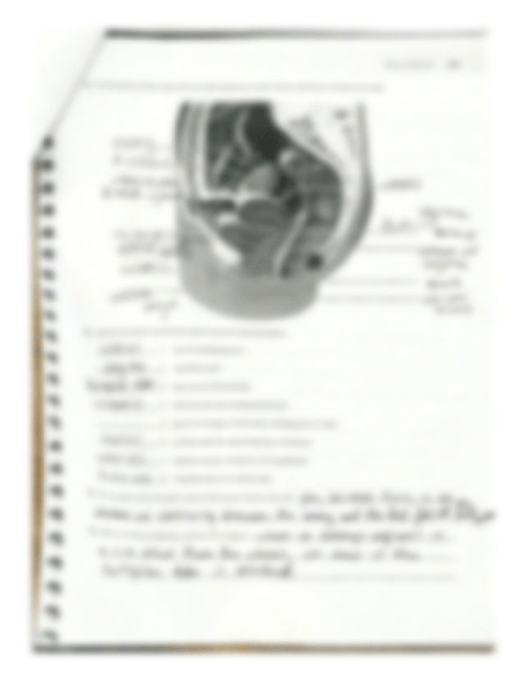 Exercise 42 anatomy of reproductive system.pdf_deliwgy6wld_page3