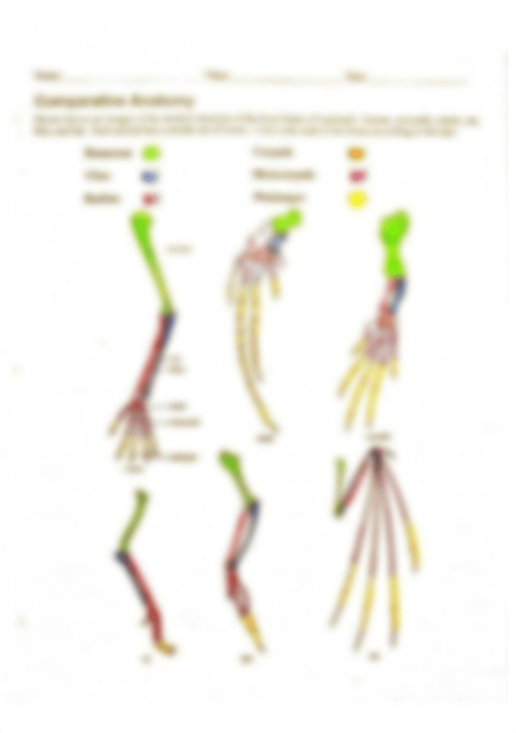 Evidence of Evolution - Angel Henn (2)_delnzzmsxe9_page5