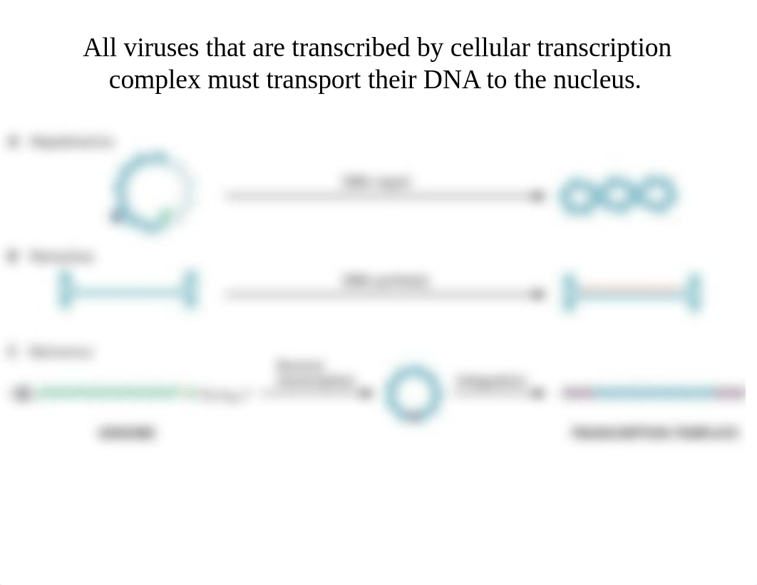 007 Transcription and RNA processing 2018.pptx_delonbalb4s_page5