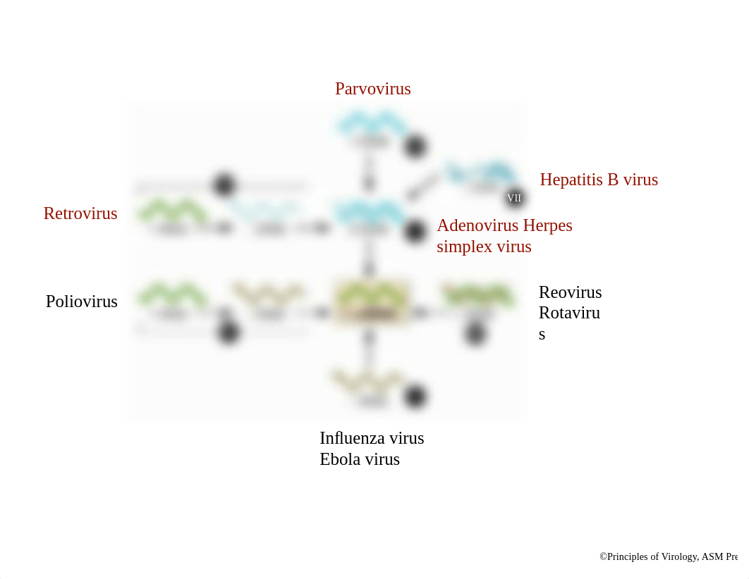 007 Transcription and RNA processing 2018.pptx_delonbalb4s_page2