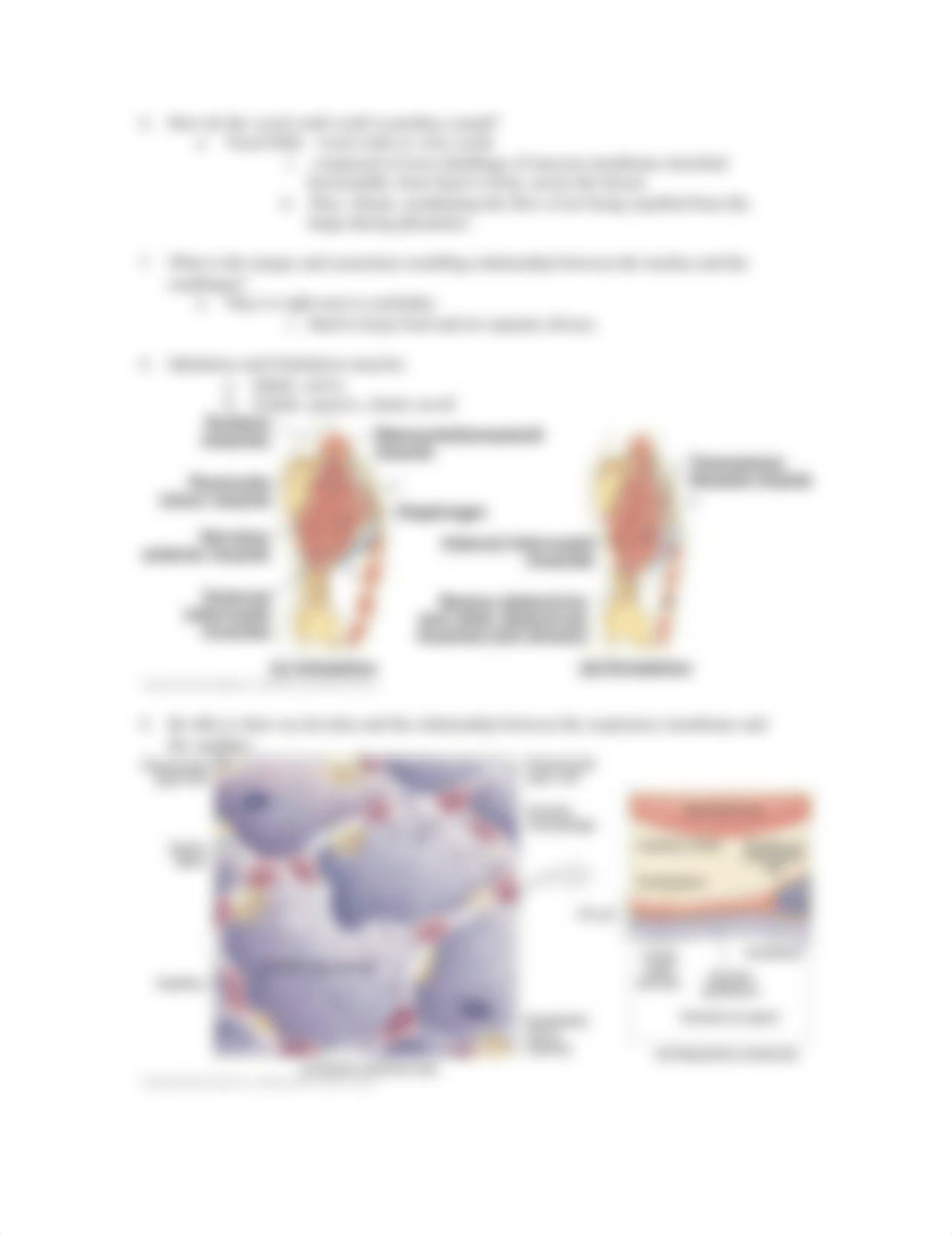 24 Respiratory Study Guide_demd12mri8x_page2