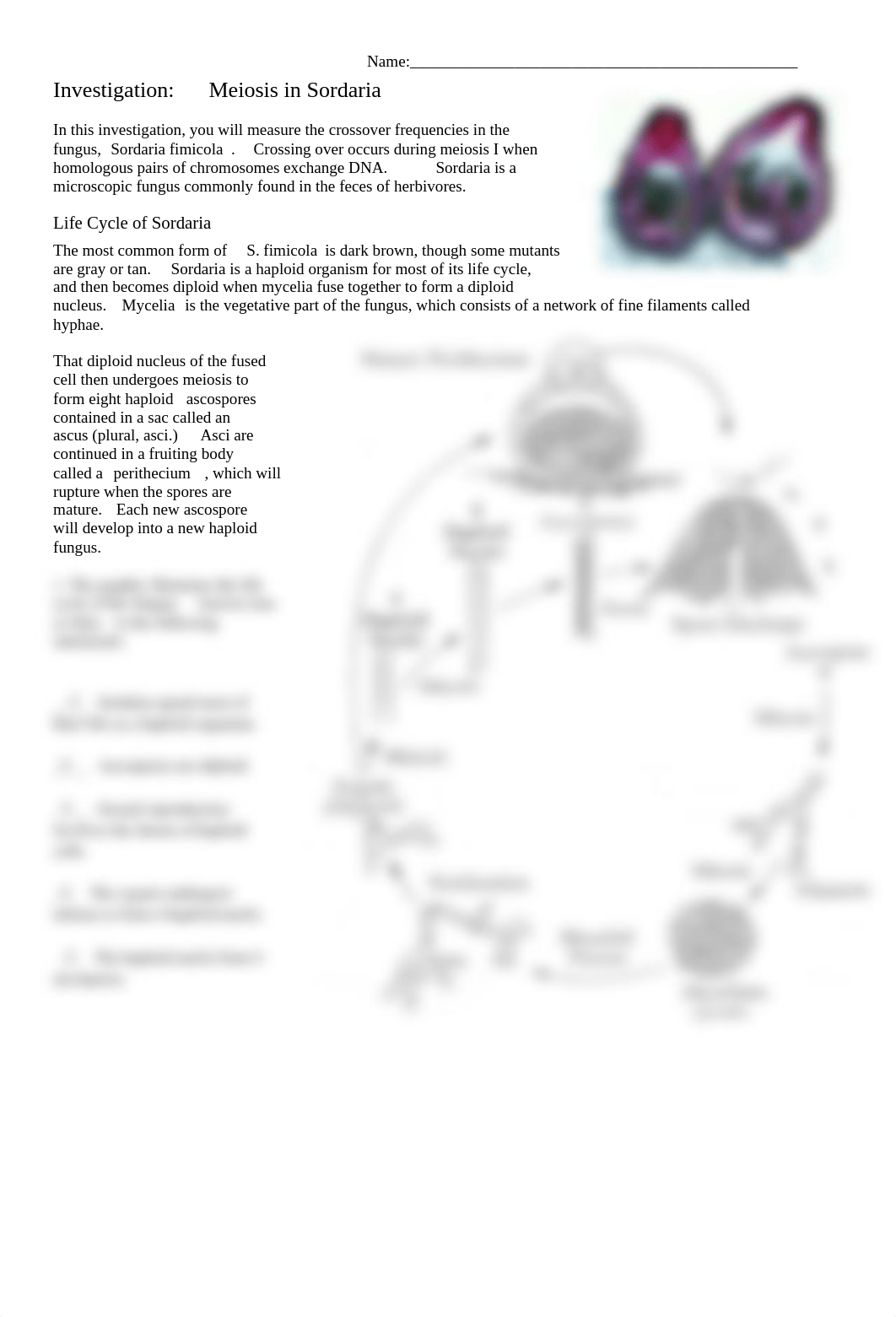 Copy of Copy of Investigation Meiosis in Sordaria.docx_dencs8dnjei_page1