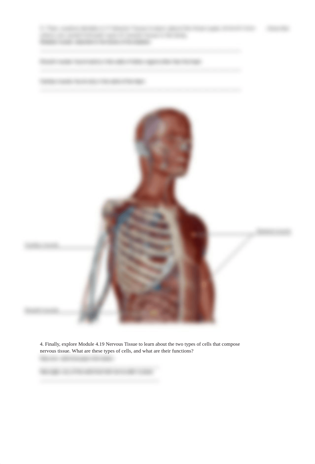 lab manual_tissues_a+p 2 tissues.pdf_dendnk02fdg_page5