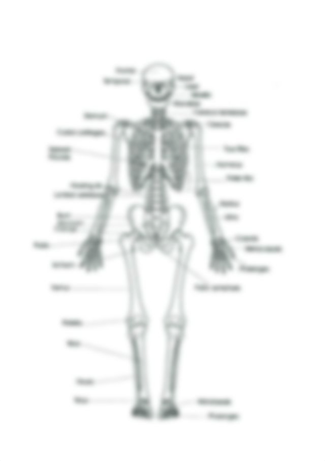 skeletal-system-coloring-page-skeletal-system-worksheet-coloring-pages-gallery-of-human-lesson-plans_deneiln20uk_page1