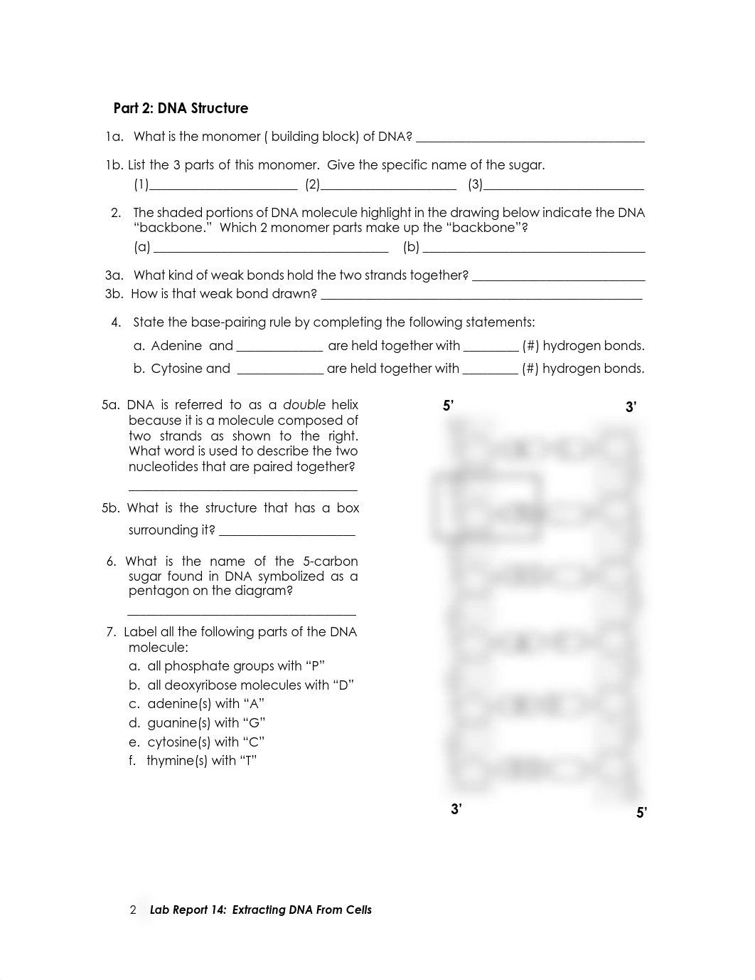 Lab Report 14 Extracting DNA From Cells.pdf_denkxntwjj7_page2