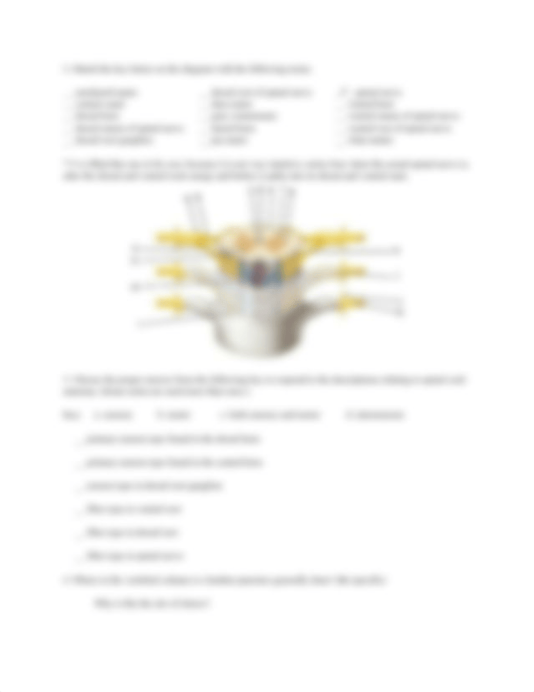 Exercise 19 - The Spinal Cord and Spinal Nerves.docx_dent8yth2w5_page2