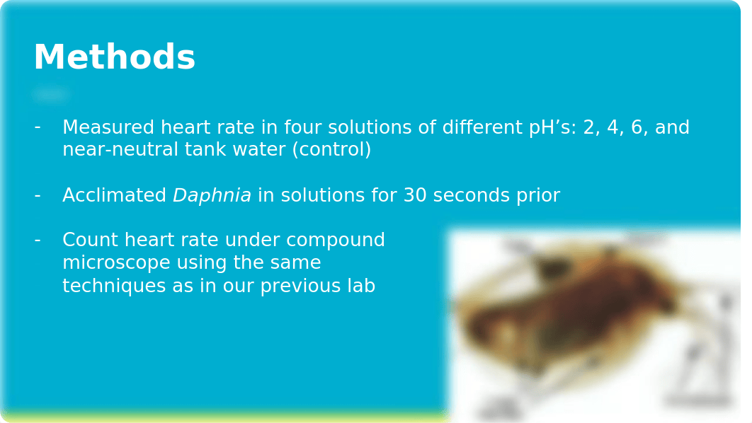 The Effect of pH on Daphnia Heart Rate Copy.pptx_deouizx45qt_page5