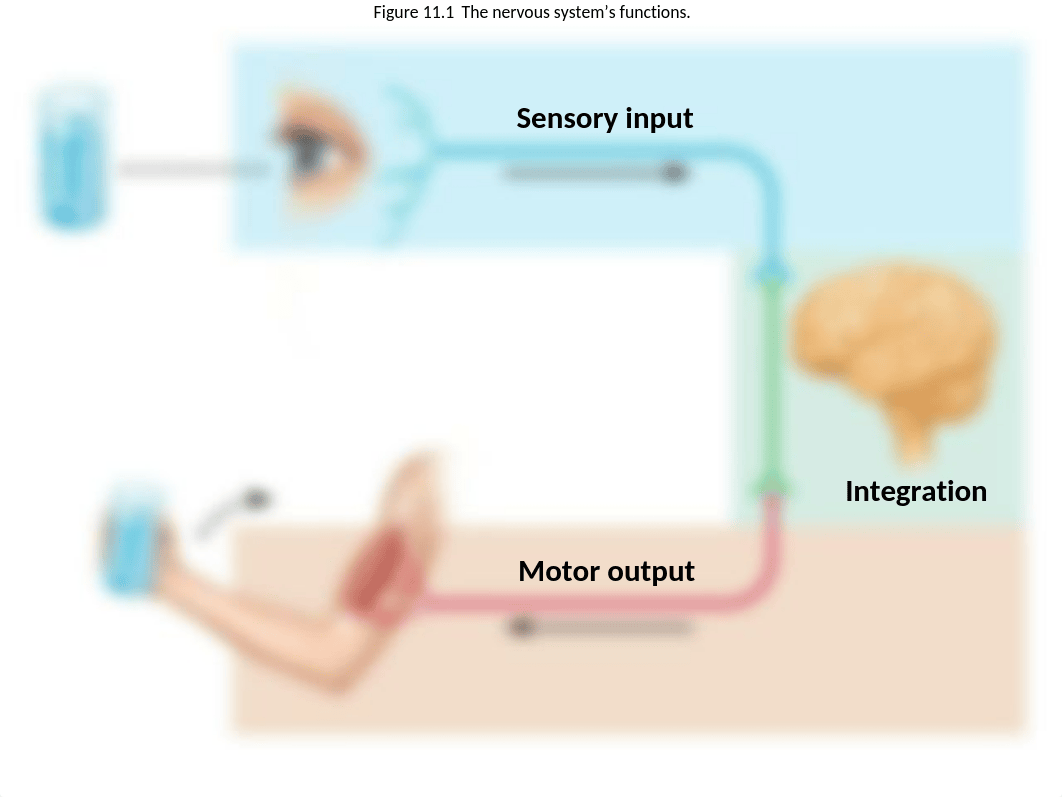 Chapter 11 - Nerve System.pptx_dep5ixoswwp_page5