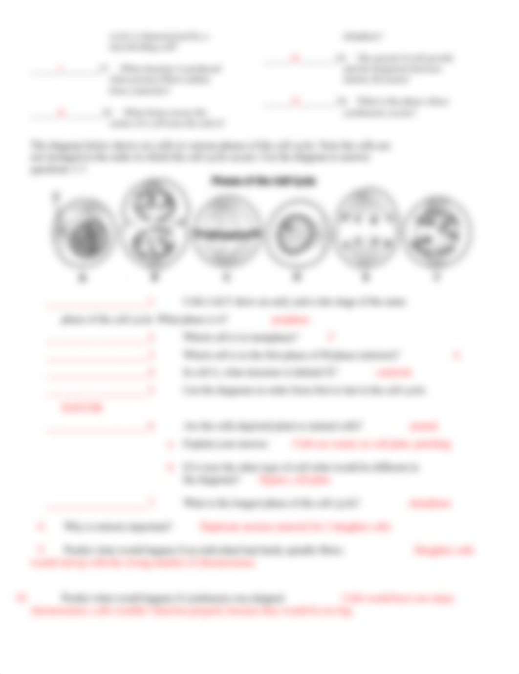 the-cell-cycle-worksheet with answers.doc_depfxiv1yx0_page2