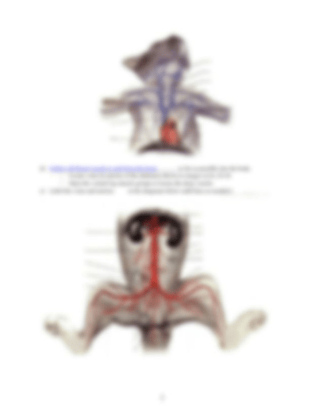 A_P II lab7 worksheet Ex 29-30-32 Vessels _ BP 8ed.doc_depnxcoevxm_page3