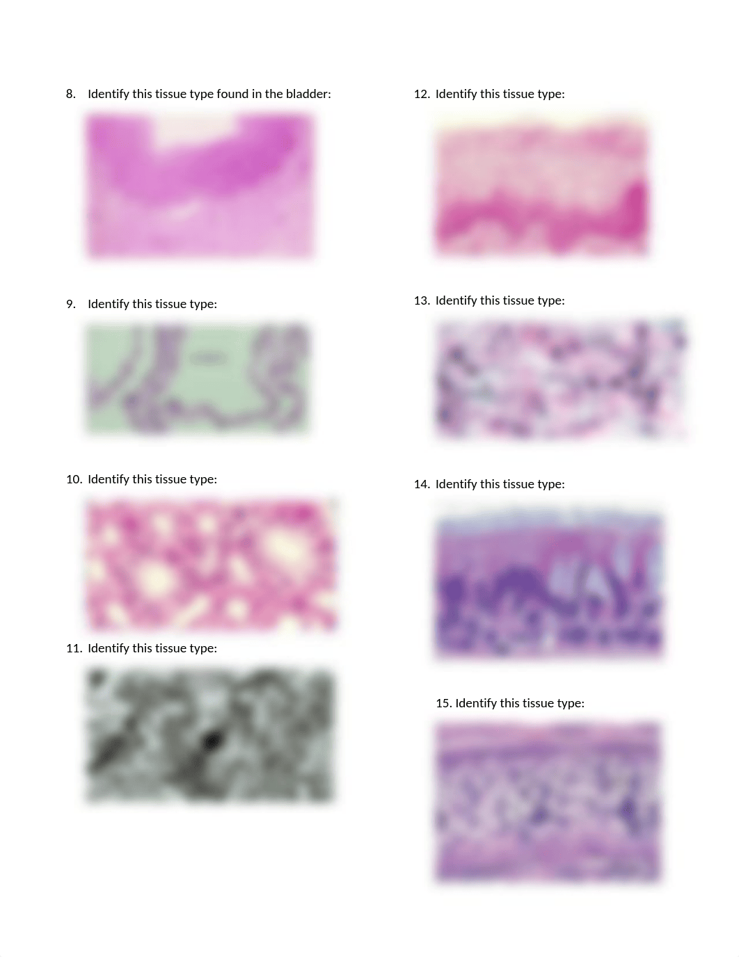 PROUD-Tissue worksheet.docx_deqx1c8tx7m_page2