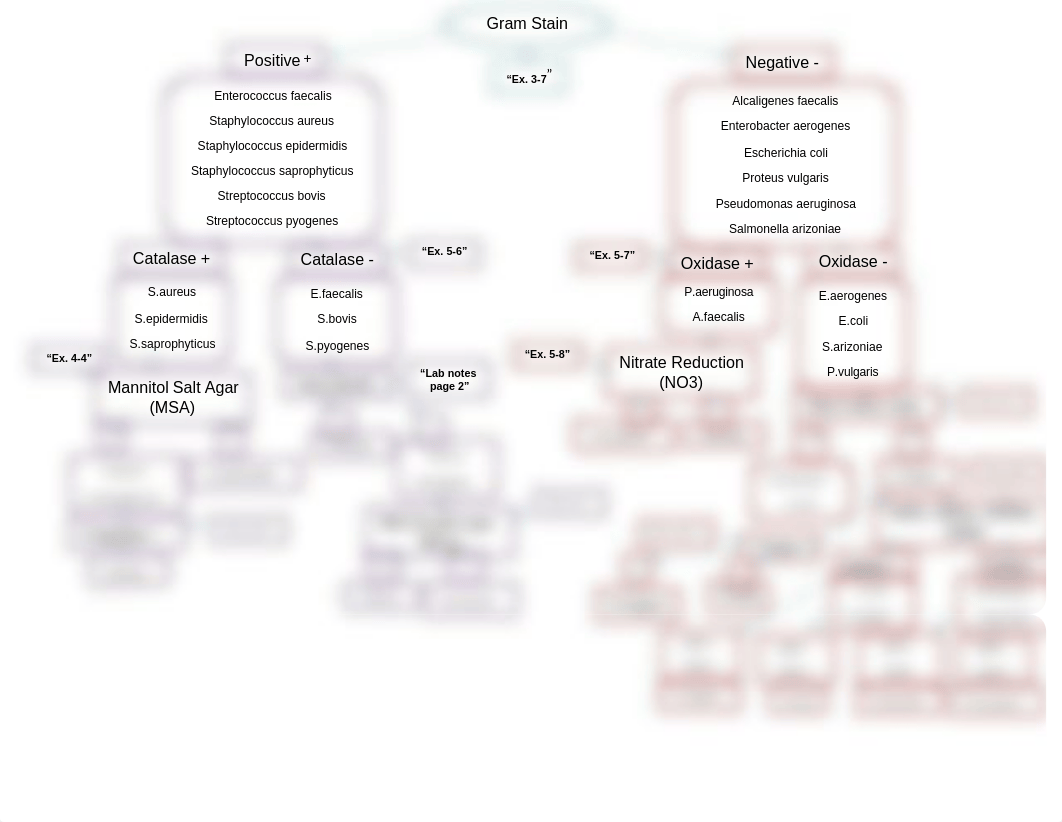 Dichotomous Key.docx_der4vh8201p_page1