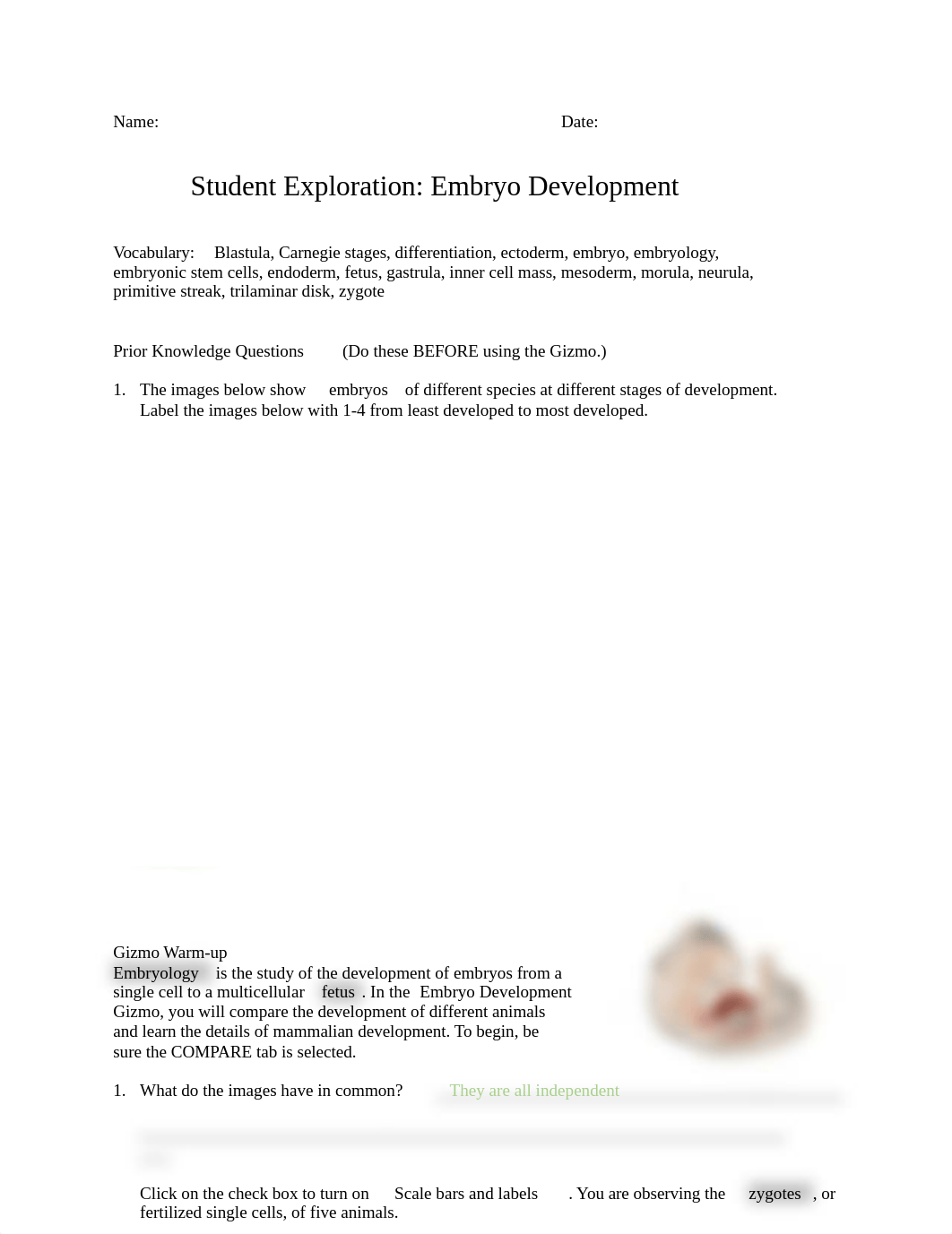 EmbryoDevelopment.docx_deraqkqoymj_page1