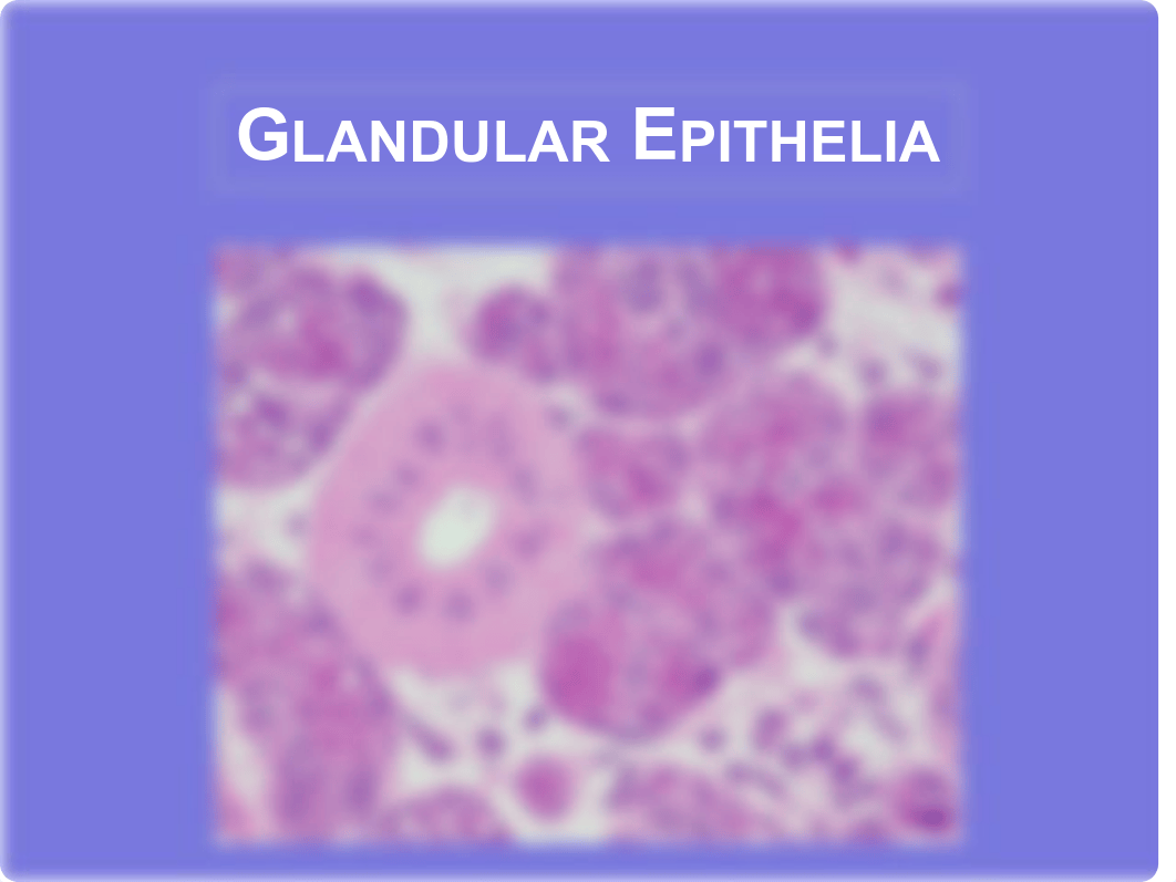 Histo 3- Glandular Epithelials_29102018.pdf_deryandkl2b_page1