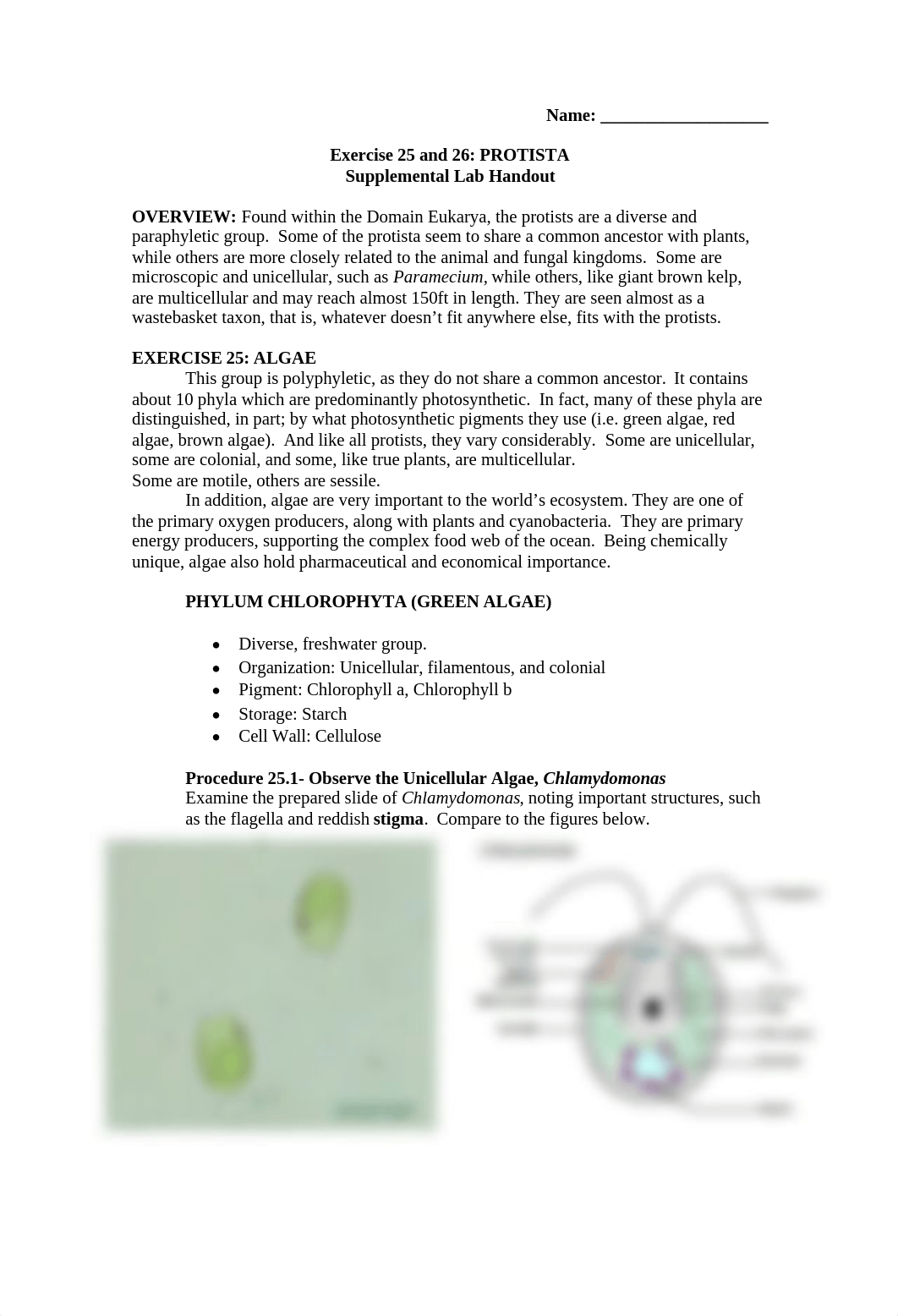 Protist+Lab+Handout_desjq44eiox_page1