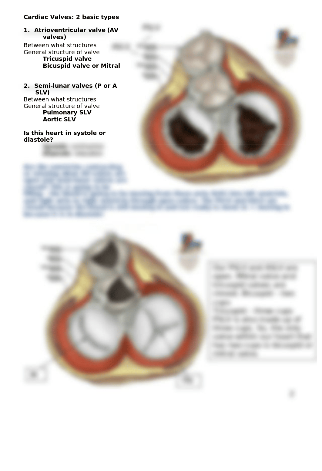 Lecture 1 - Cardiac Anatomy.doc_desodmsf8vg_page2