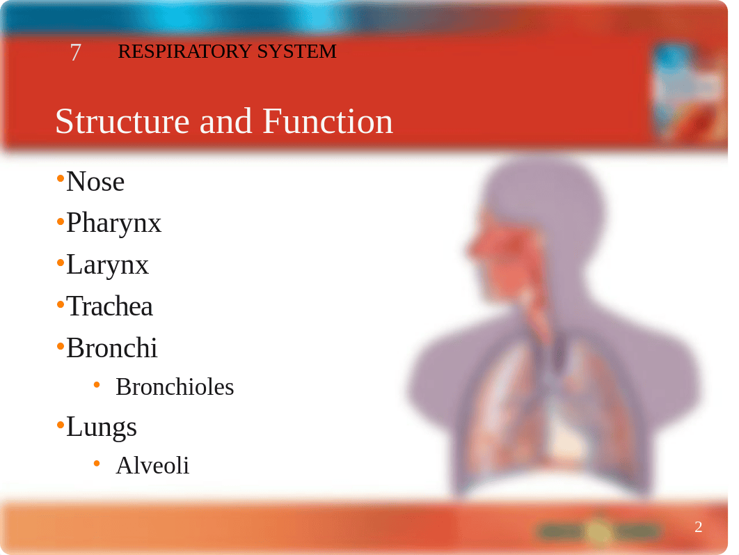 Chapter 7 Respiratory System.ppt_det7vshn902_page2