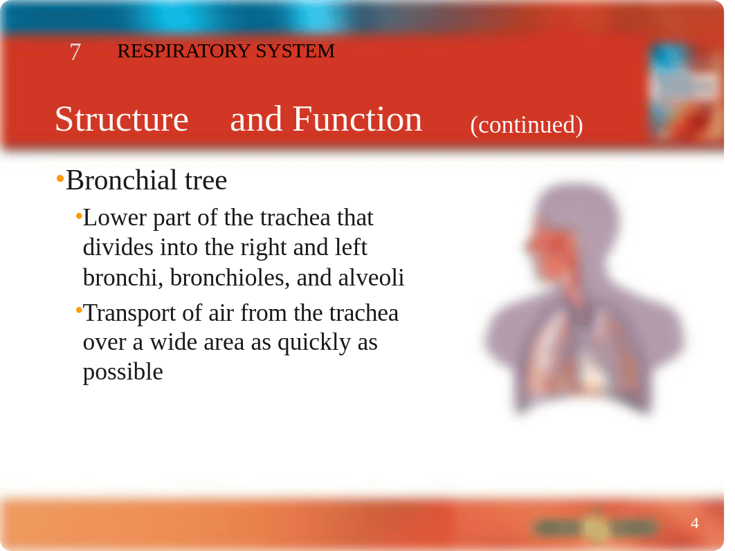 Chapter 7 Respiratory System.ppt_det7vshn902_page4