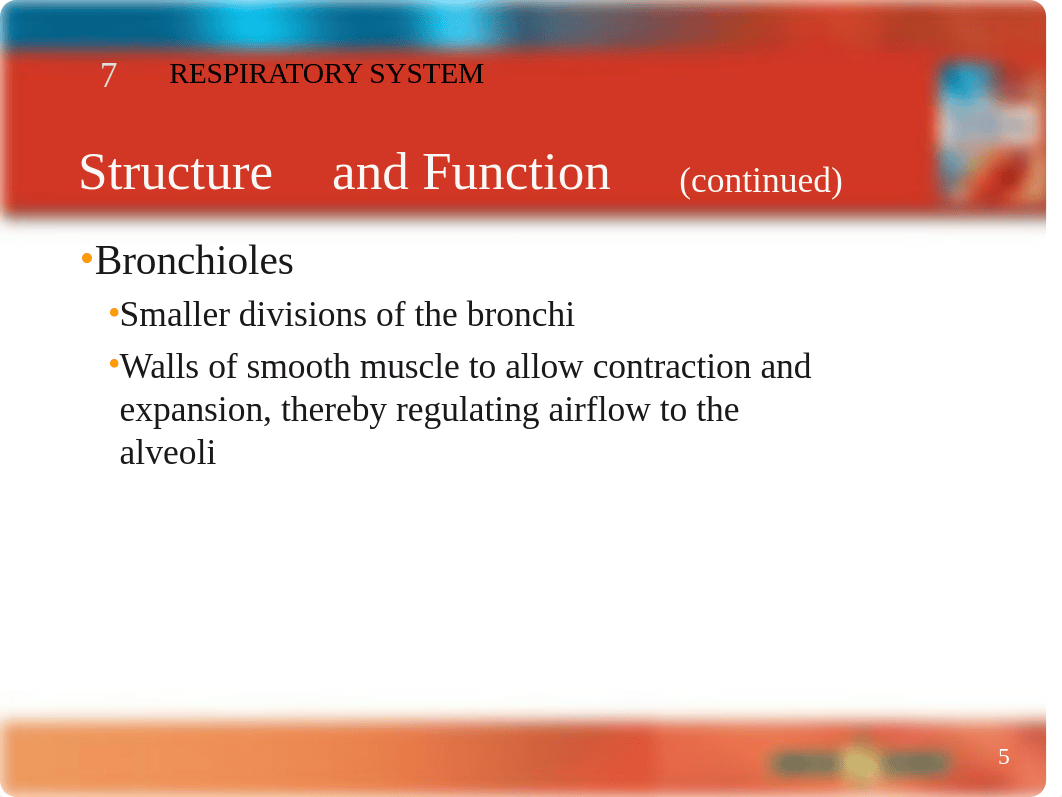 Chapter 7 Respiratory System.ppt_det7vshn902_page5