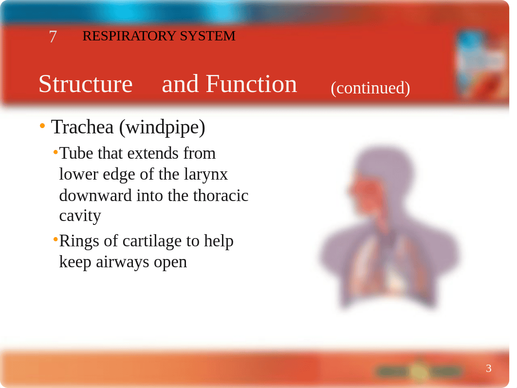 Chapter 7 Respiratory System.ppt_det7vshn902_page3