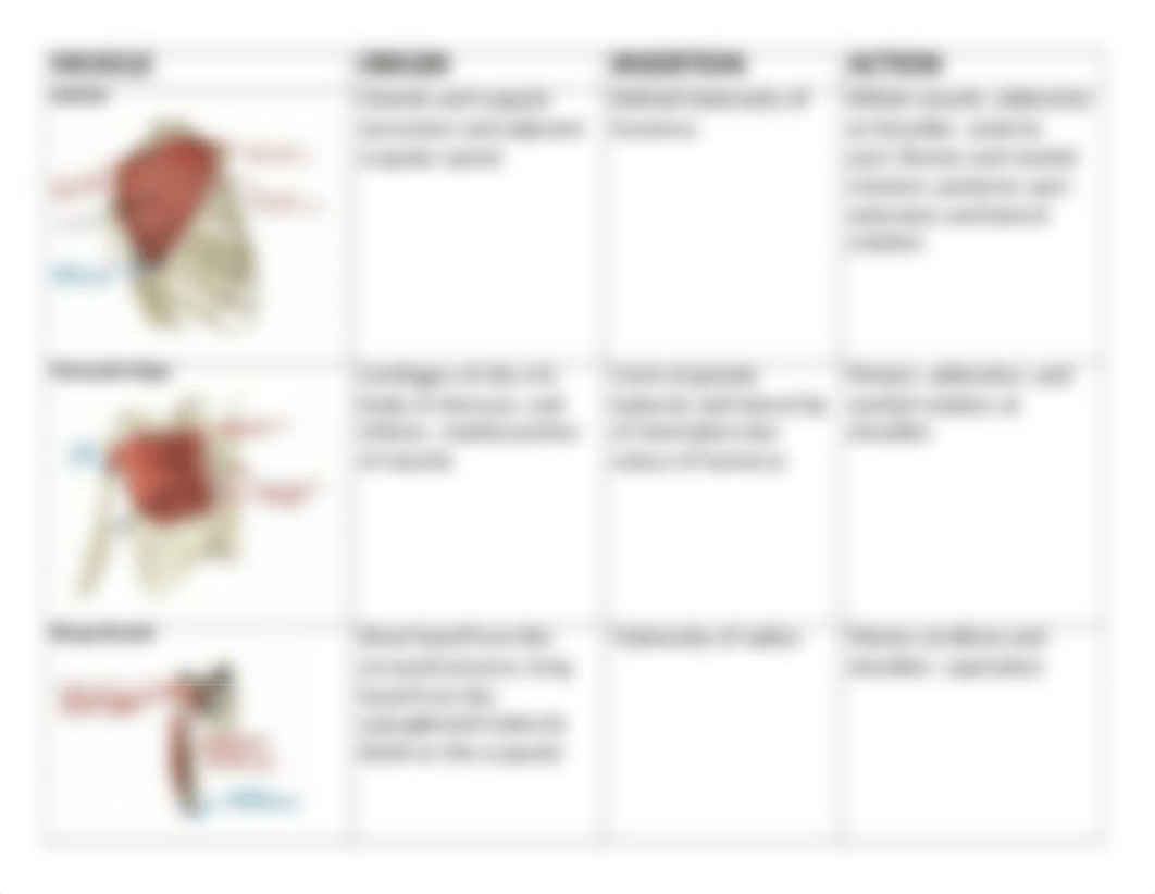 MUSCLE REVIEW.docx_det9a3ebf5r_page1